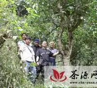 勐宋村委会古茶树赠予皇贡茶厂