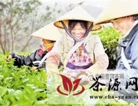 美丽中国生态科考队考察云南普洱黄金产茶带-普洱茶