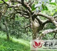 武燕琼：浅析西双版纳州古茶树(园)保护机制