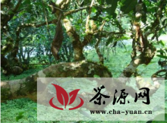  普洱茶树的生长环境有特定要求么？