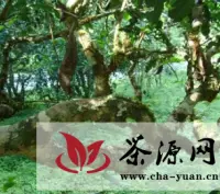  普洱茶树的生长环境有特定要求么？