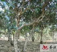 云南将举办首届茶馆论坛 提升茶产业大省文化形象