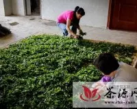 老班章村普洱茶年产量官民统计相差50吨