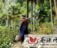 普洱茶微语第十一周：普洱茶浪潮、那茶山之中世代劳作的茶农