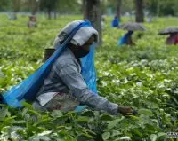 疫情影响全球茶叶产量下降 茶叶价格上涨