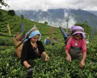 印度有世界最好的红茶，但连德里茶王也无法抗拒台湾乌龙茶的魅力