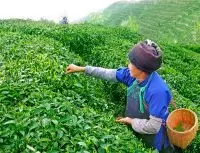 茶香迎客，贵州省都匀茶旅融合走出绿色致富路