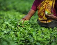 印度大吉岭红茶在欧洲越卖越贵，钱却不是茶农赚走