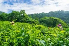 台湾高山谷芳有机茶园 品一口土地的芳香 有机茶
