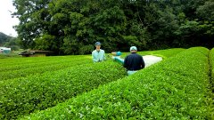 静冈挂川全球重要农业茶园的有机茶“Maromi Sencha”开始