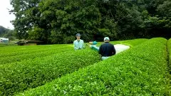 静冈挂川全球重要农业茶园的有机茶“Maromi Sencha”开始